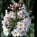 PRIMULA japonica 'Postford White' 