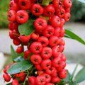 PYRACANTHA Saphyr Red  