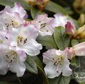 RHODODENDRON 'Cilpinense'  