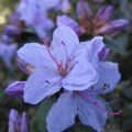 RHODODENDRON 'Blue Tit'  