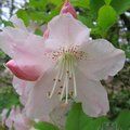 RHODODENDRON schlippenbachii  