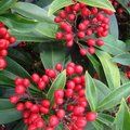 SKIMMIA japonica subsp. reevesiana 