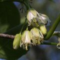 Small image of STAPHYLEA
