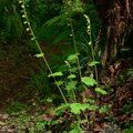 Small image of TELLIMA