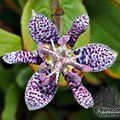 Small image of TRICYRTIS