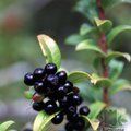 Small image of BLUEBERRY - see VACCINIUM