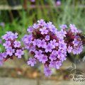 VERBENA bonariensis  