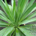 YUCCA gloriosa  