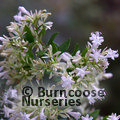 Small image of ABELIA