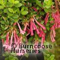 Small image of ABELIA