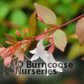 ABELIA x grandiflora 'Gold Jewel' 