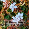 ABELIA x grandiflora 'Kaleidoscope' 