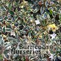 ABELIA x grandiflora 'Confetti' 