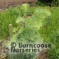 ABIES concolor  