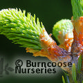 Small image of ABIES