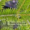 ABIES nordmanniana  