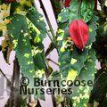 ABUTILON megapotamicum 'Variegatum' 
