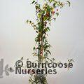 ABUTILON megapotamicum 'Variegatum' 