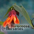 ABUTILON 'Tango'  