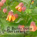ABUTILON 'Tango'  