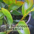 Small image of mountain hickory wattle