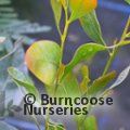 ACACIA obliquinervia  