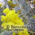 ACACIA podalyriifolia  