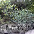 ACACIA podalyriifolia  