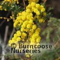 Small image of Glory Wattle