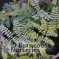 ACACIA spectabilis  