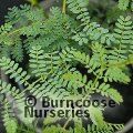 ACACIA spectabilis  