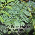 ACACIA spectabilis  