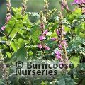 Small image of ACANTHUS