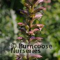 Small image of ACANTHUS