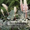 ACANTHUS 'Whitewater'  