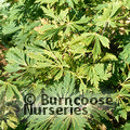 ACER japonicum 'Aconitifolium' 