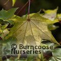 ACER cappadocicum 'Aureum' 