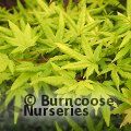 ACER palmatum 'Golden Trompenburg' 