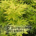 ACER palmatum 'Golden Trompenburg' 