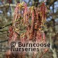 ACER negundo var. violaceum 