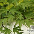 ACER palmatum  