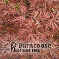 ACER palmatum dissectum 'Crimson Princess'