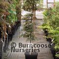 ACER palmatum dissectum 'Crimson Princess'