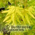 ACER palmatum 'Golden Trompenburg' 