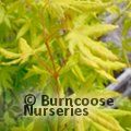 ACER palmatum 'Golden Trompenburg' 