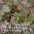 ACER palmatum 'Higasayama' 