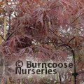 ACER palmatum dissectum 'Inaba-shidare'