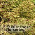 ACER palmatum 'Kamagata' 