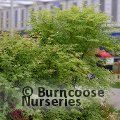 ACER palmatum 'Metamorphosa' 