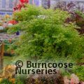 ACER palmatum 'Metamorphosa' 